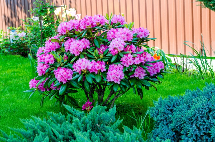 Rododendron słabo kwitnie i nie rośnie? Te sprawdzone sposoby pobudzą go do życia