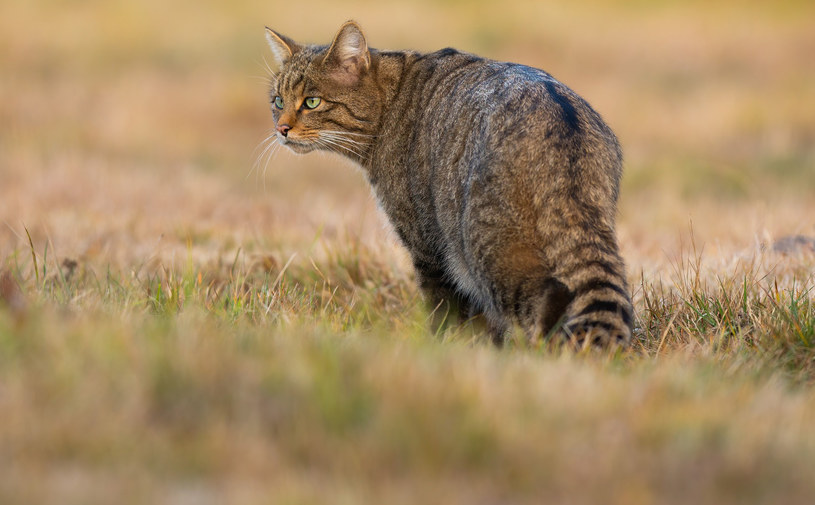 Kotożbik przepuścił atak na człowieka. Mężczyzna został ciężko ranny