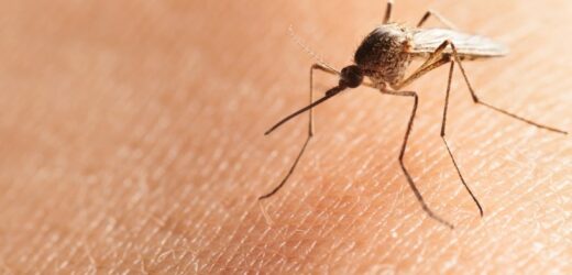 Pokrój cebulę i zapal świecę. Insekty opuszczą twój ogród