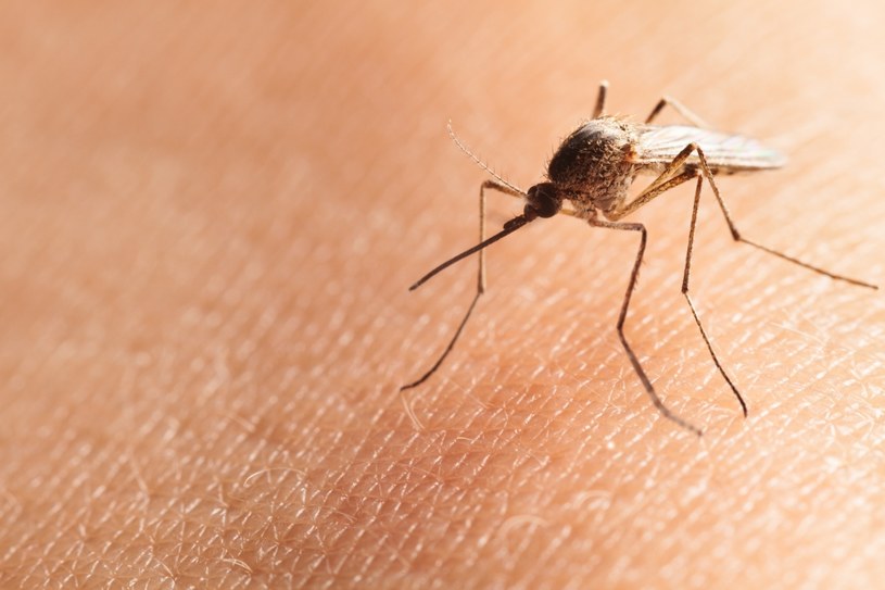 Pokrój cebulę i zapal świecę. Insekty opuszczą twój ogród