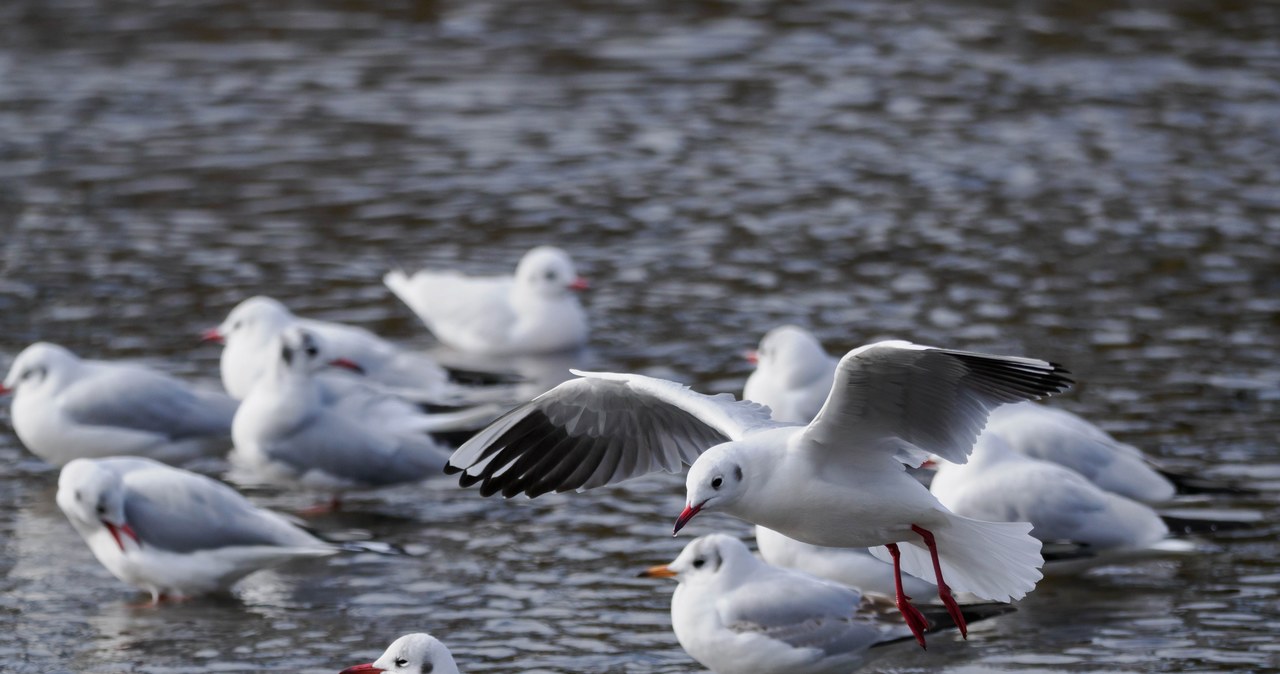 Rezerwat Łężczok i Polder Buków już otwarte dla turystów