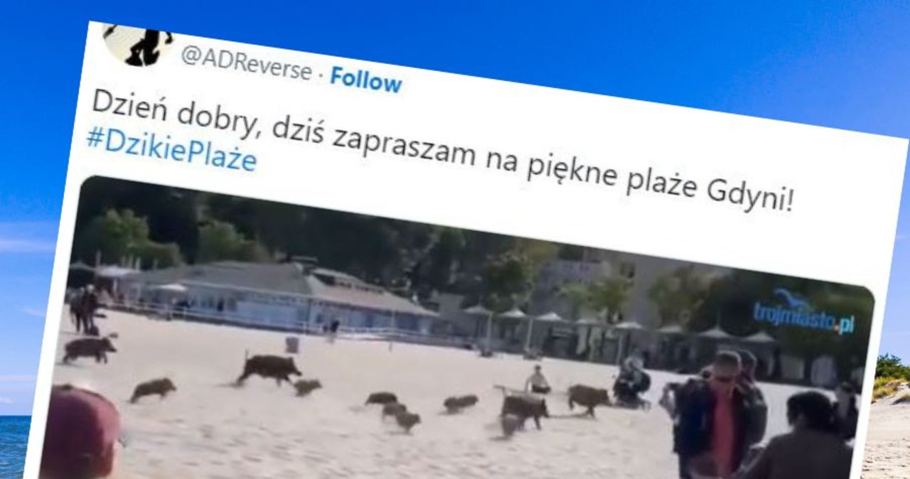 ​Rozpędzone stado dzików w Gdyni. Plażowicze uciekali w popłochu