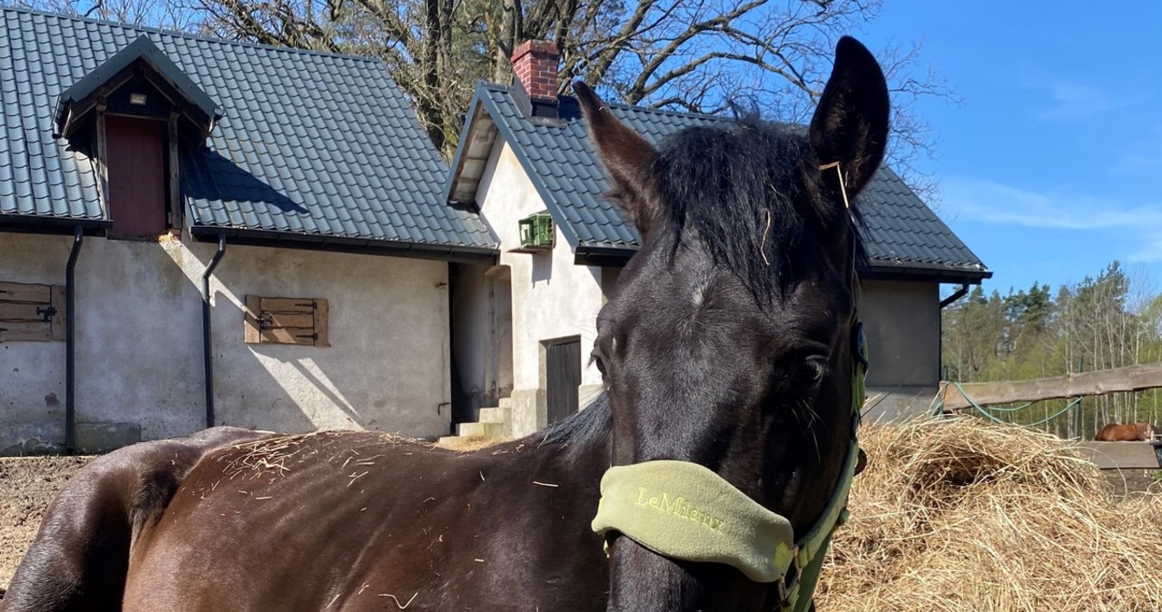 Pijany mężczyzna okaleczył konia. Trzymał go bez wody i jedzenia