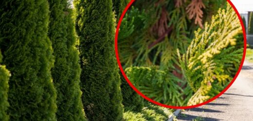 W ten sposób tuja woła o pomoc. Nie przegap kluczowego sygnału