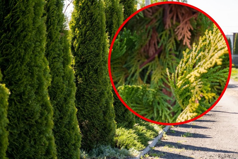 W ten sposób tuja woła o pomoc. Nie przegap kluczowego sygnału