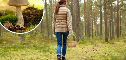 Popularne grzyby pojawiły się już w lasach. Ekspert podpowiada gdzie i jakich grzybów szukać w czerwcu