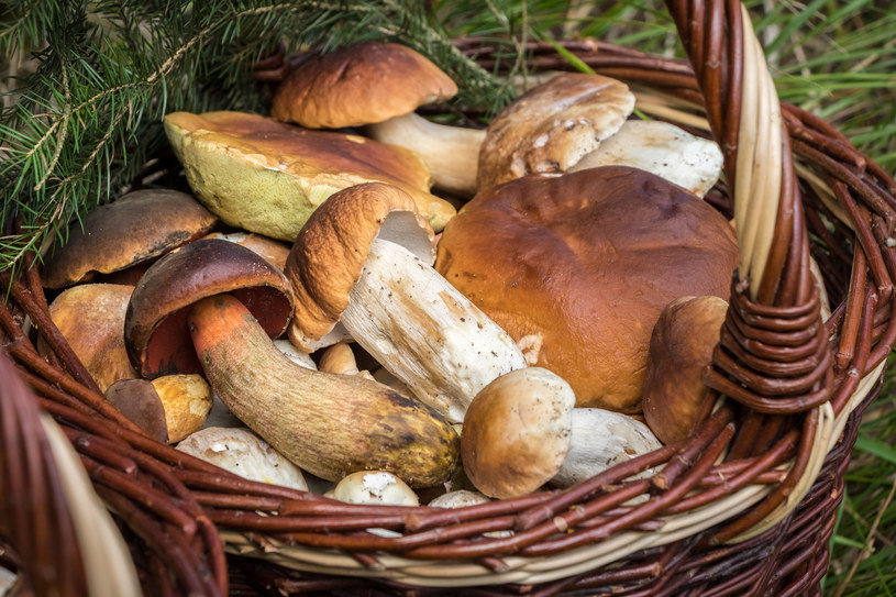Grzybiarze w szoku, sezon ich zaskoczył. Tam nie nadążają ze zbiorami