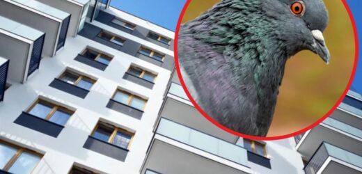 Zmieszaj z wodą i spryskaj balkon. Gołębie będą uciekać w popłochu