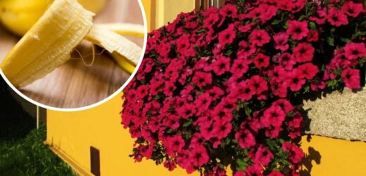 Domowa odżywka, która odstraszy mszyce. Surfinia będzie kwitła cały sezon