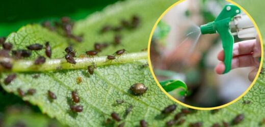 Zetrzyj pestkę, zalej wodą i spryskaj rośliny. Genialny sposób na mszyce za grosze