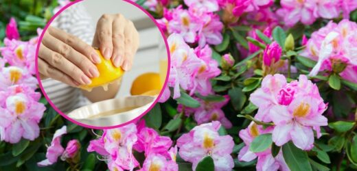 Najlepsze, co możesz dodać do wody. Kilka chwil i rododendron odżyje