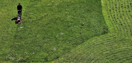 To robią ogrodnicy ze skoszoną trawą. Nie uwierzysz, na ile sposobów można ją wykorzystać