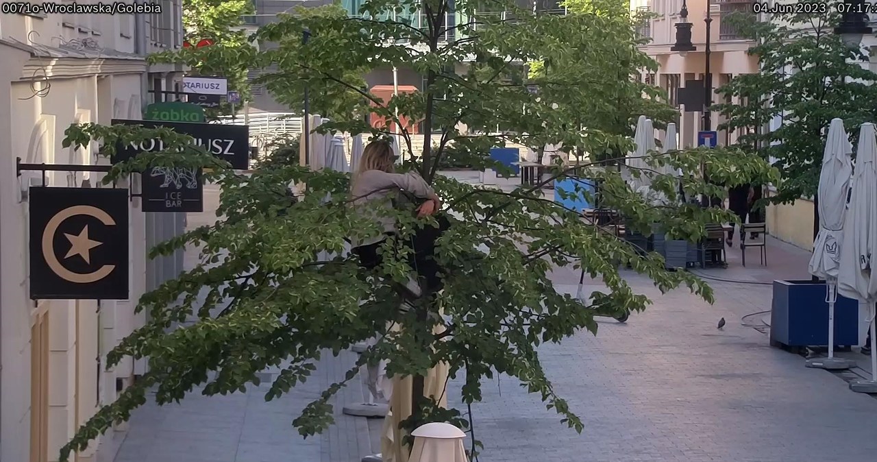 Kobieta weszła na drzewo w centrum Poznania. Interweniowała policja