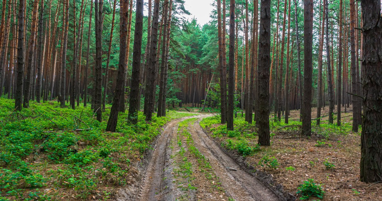 Zakazy wstępu do lasu z powodu zagrożenia pożarowego