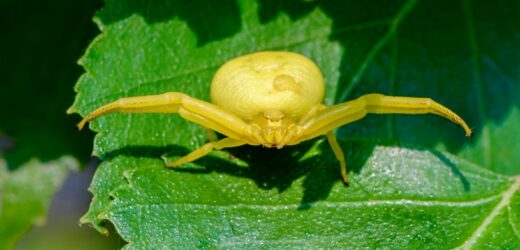 „Crabs spiders” opanowały polskie lasy. Leśnicy pokazali zdjęcia