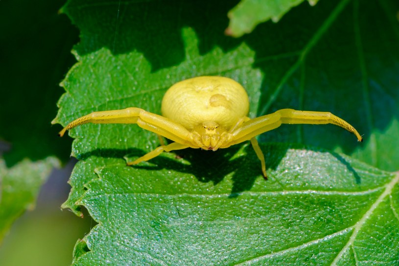 „Crabs spiders” opanowały polskie lasy. Leśnicy pokazali zdjęcia