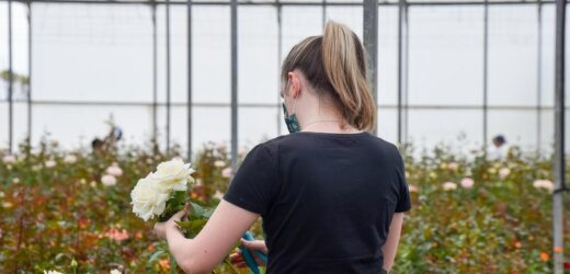 Dlaczego róże nie kwitną? Poznaj sposoby na zdrowe i piękne róże w ogrodzie
