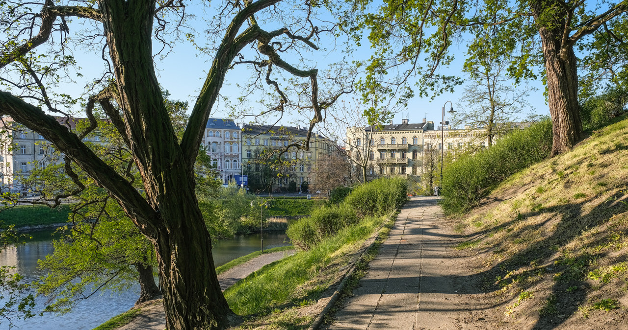 Klika śniętych ryb we wrocławskiej miejskiej fosie