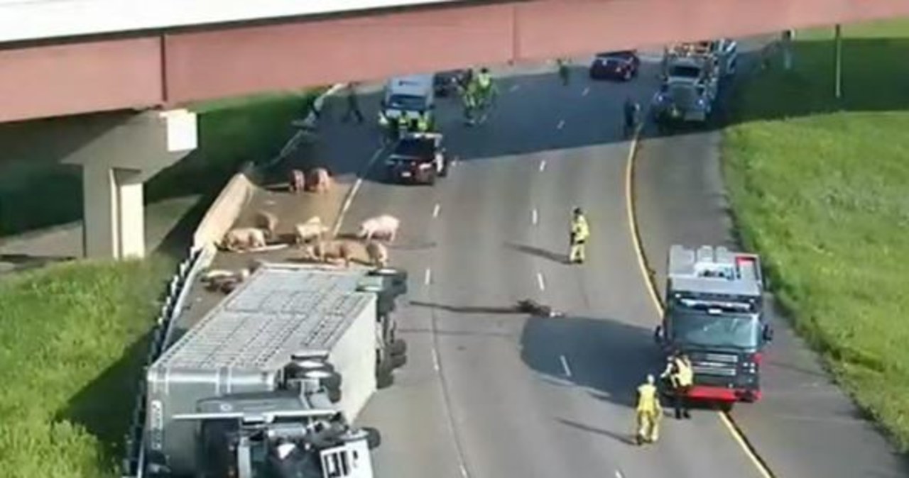 Świnie na autostradzie. Policjanci musieli je wyłapać