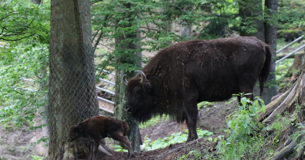 Bieszczady: W zagrodzie pokazowej w Mucznem urodziła się żubrza dziewczynka