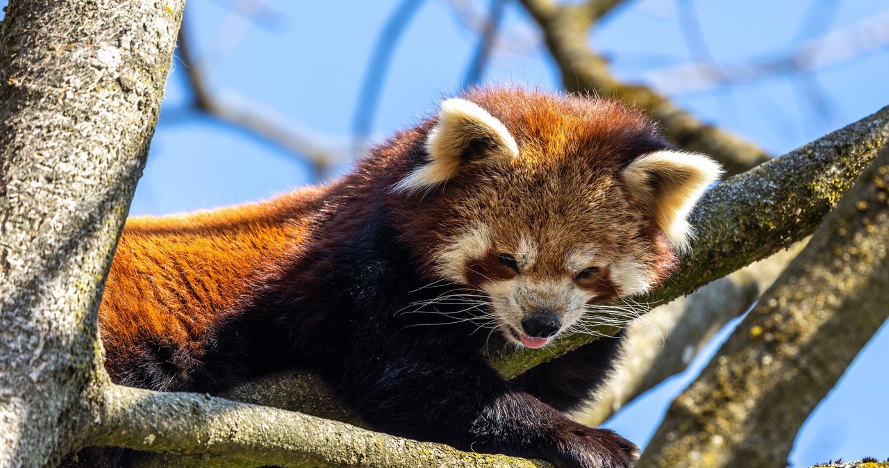 Pandka ruda uciekła z wybiegu gdańskiego zoo. Strażacy w akcji