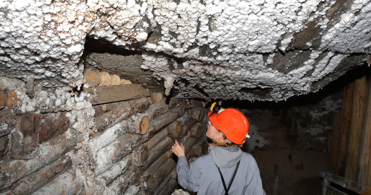 Żyją w kopalniach soli. Teraz pomogą w ratowaniu alergików