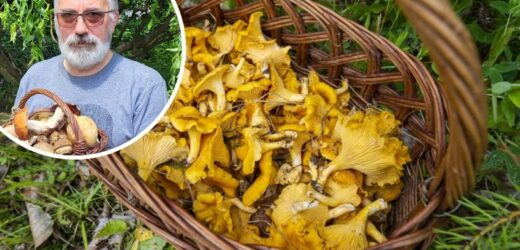Wypatruj w połaciach mchu. Ekspert wskazał trzy miejsca zbiorów w Polsce