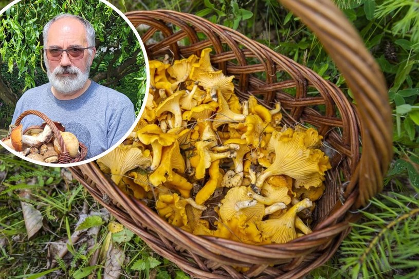 Wypatruj w połaciach mchu. Ekspert wskazał trzy miejsca zbiorów w Polsce