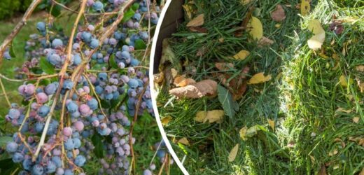 „Wyścielaj” rośliny skoszoną trawą. Borówki będą rosły jak na drożdżach