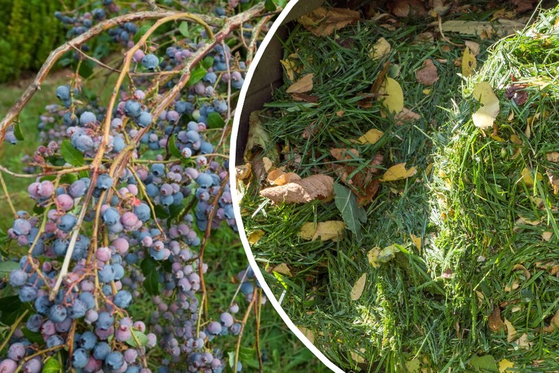 „Wyścielaj” rośliny skoszoną trawą. Borówki będą rosły jak na drożdżach