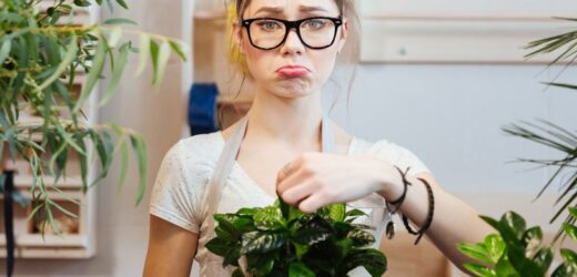 Przynoszą pecha i odpędzają mężczyzn. Lepiej nie trzymaj tych roślin w domu