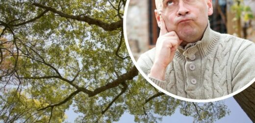 Drzewo sąsiada zacienia lub wchodzi na twoją działkę? Oto, co możesz zrobić