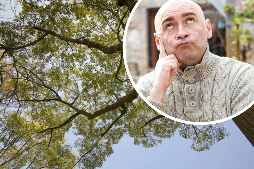 Drzewo sąsiada zacienia lub wchodzi na twoją działkę? Oto, co możesz zrobić