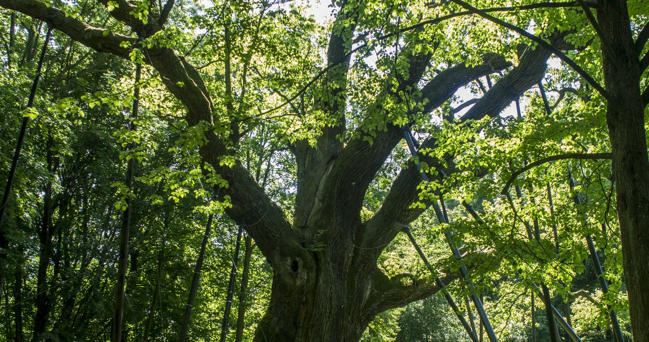 Malwa i Miłosz w finale konkursu na Drzewo Roku 2023! Został tydzień na głosowanie