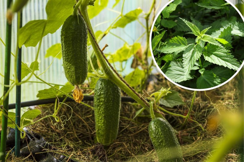 3 domowe nawozy do ogórków. Rośliny będą uginać się od warzyw