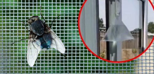 Prosty trik robi furorę. Zawieś w oknie worek z wodą. Muchy uciekną w popłochu