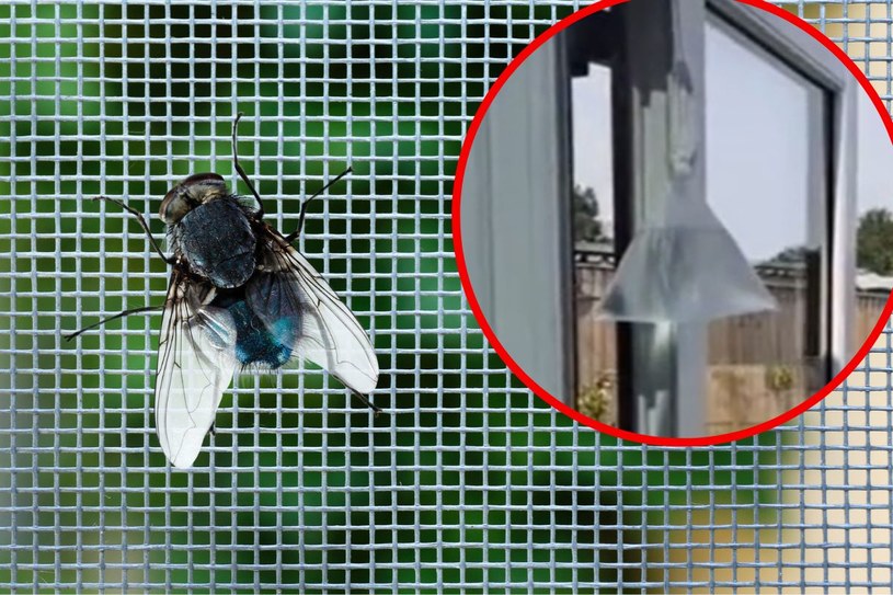 Prosty trik robi furorę. Zawieś w oknie worek z wodą. Muchy uciekną w popłochu