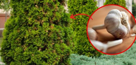Rozgnieć, zalej wodą i spryskaj usychające tuje. W mig rozprawisz się ze szkodnikami