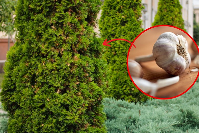 Rozgnieć, zalej wodą i spryskaj usychające tuje. W mig rozprawisz się ze szkodnikami