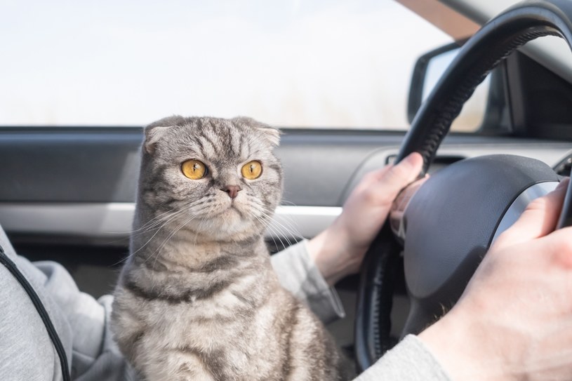 Znacie psa, który jeździł koleją? Zatem czas na koty będące TIR-owcami