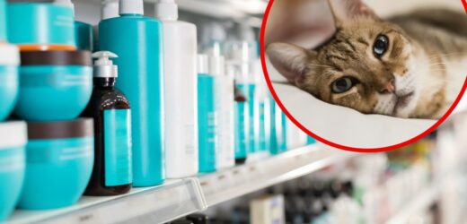 Choroba kotów. Ludzie masowo wykupują z aptek jeden produkt. Eksperci alarmują