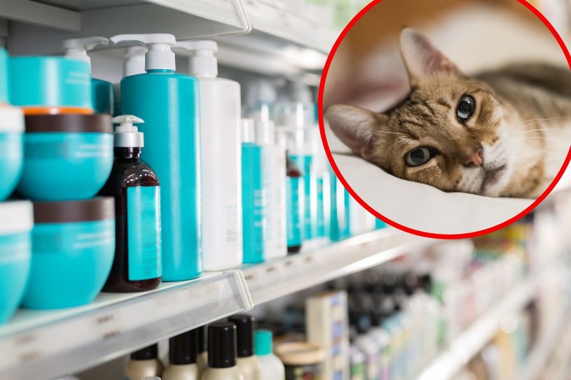 Choroba kotów. Ludzie masowo wykupują z aptek jeden produkt. Eksperci alarmują