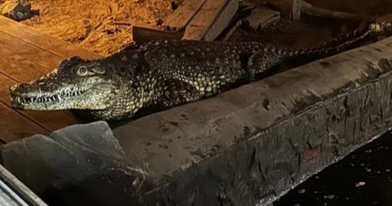 Nielegalna hodowla dzikich zwierząt w Sosnowcu. Będą zarzuty