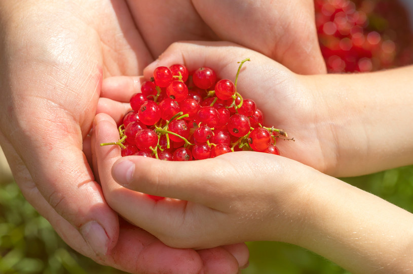 Zapomniane kulki mocy. Mają tylko 56 kcal i są naładowane wartościami odżywczymi. Jedz na surowo