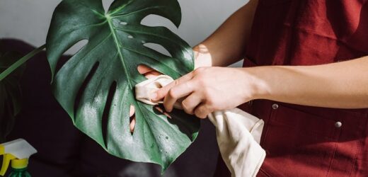 Dlaczego monstera nie ma dziur? Sprawdź czy nie popełniasz tych błędów