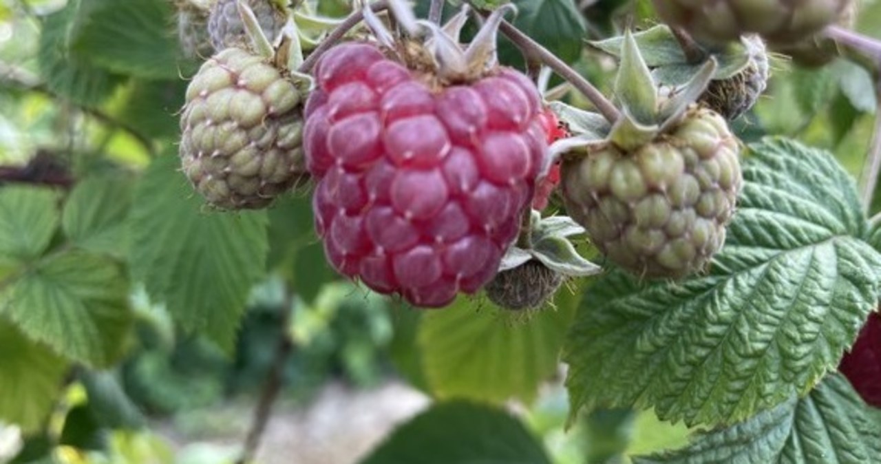Trudna sytuacja plantatorów malin. Będą protesty?