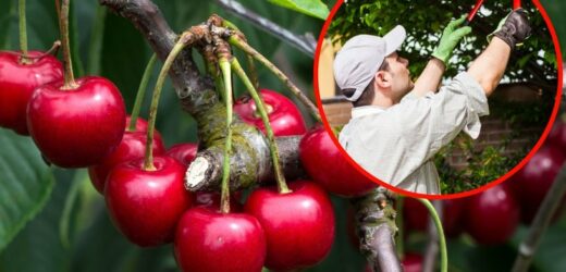 Przycinaj czereśnię w tym terminie. Nastąpi eksplozja owoców