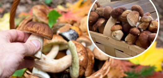 Grzybobranie lipiec 2023. Grzybiarze chwalą się zbiorami. „Z pustymi rękami się nie wróci”