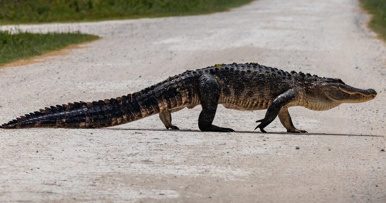 Aligator zabił kobietę, która wyszła na spacer z psem