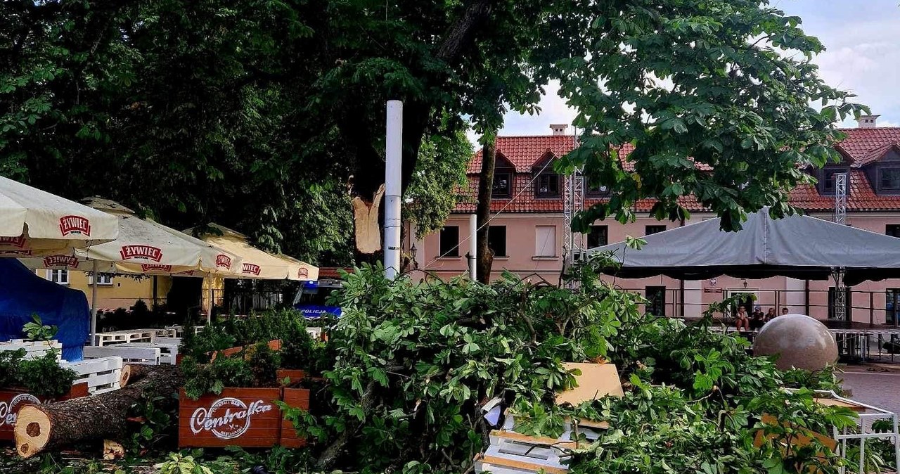 Potężny konar spadł na ludzi na rynku w Zamościu. Są ranni